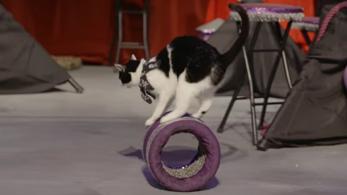 A black and white cat balancing on a purple wheel.