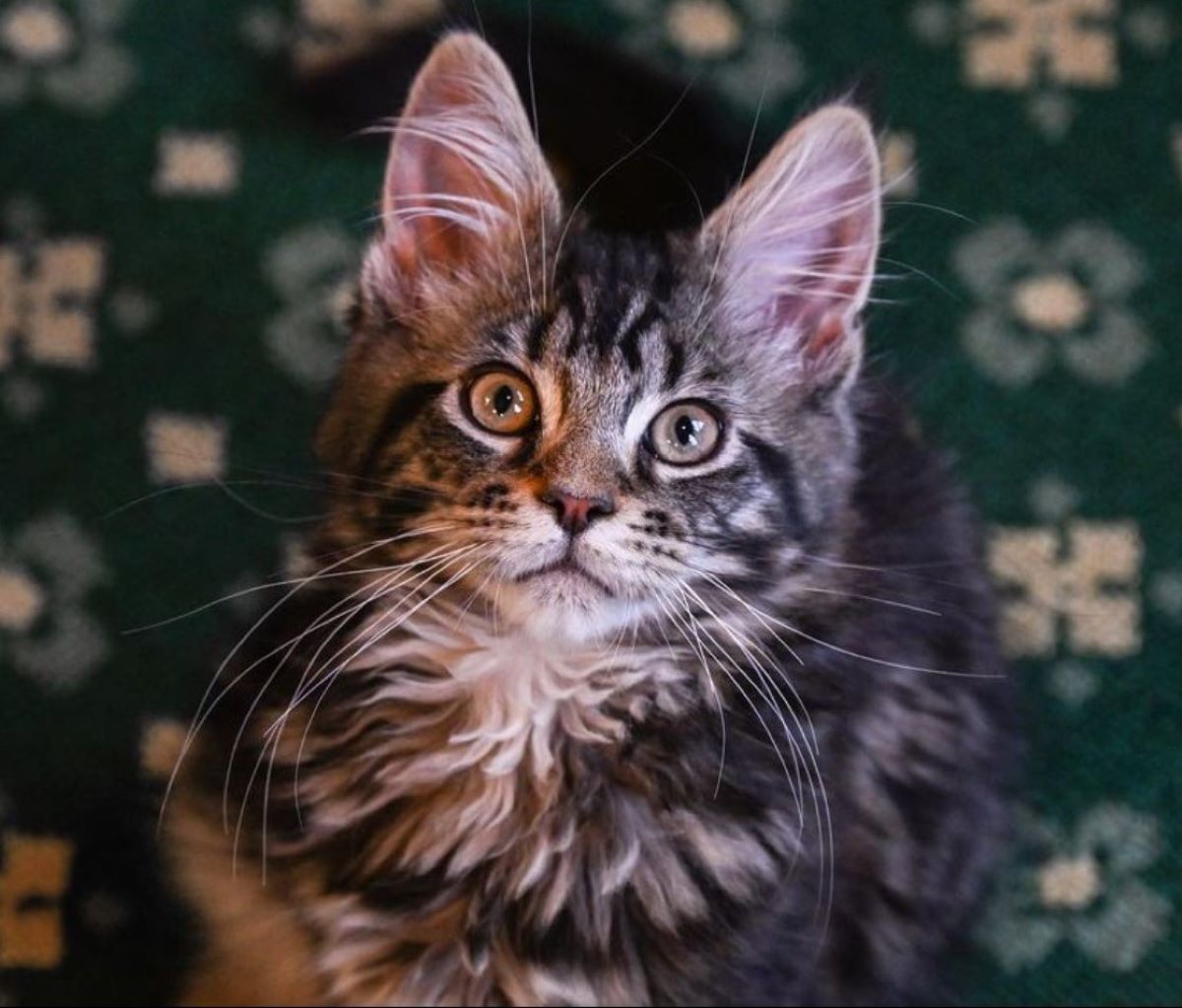 A Maine Coon kitten looks up at camera.