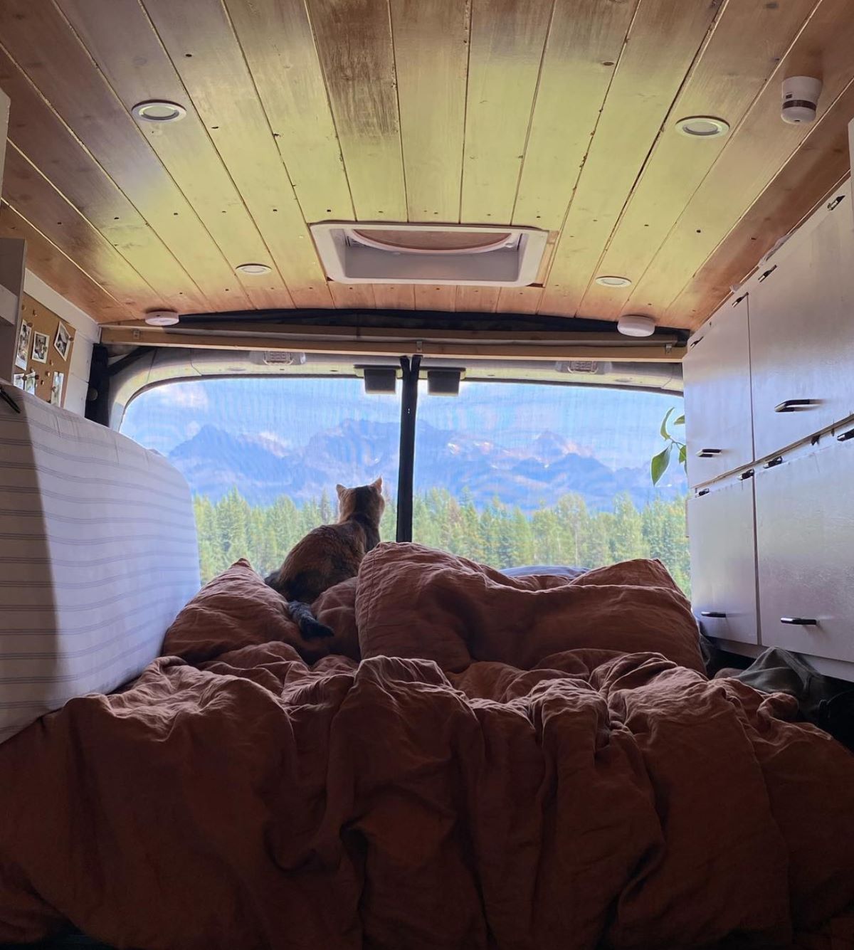 A cat sitting on a bed in a van looks out window