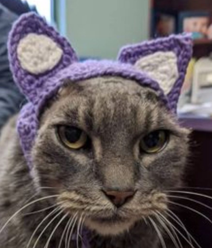 A tabby cat wearing purple crocheted ears.