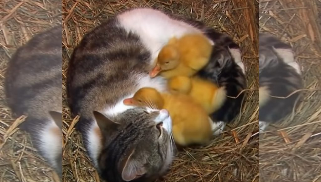 Cat with ducklings cuddling into it's belly.