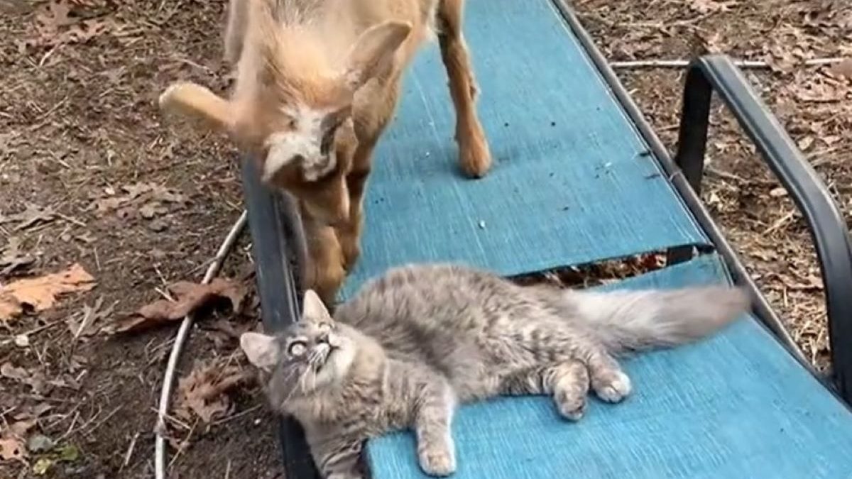 A tabby lies on a blue hammock with a goat standing above him.