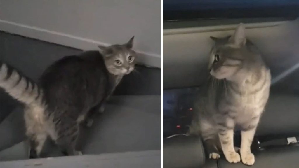 Two images of identical looking tabby cats