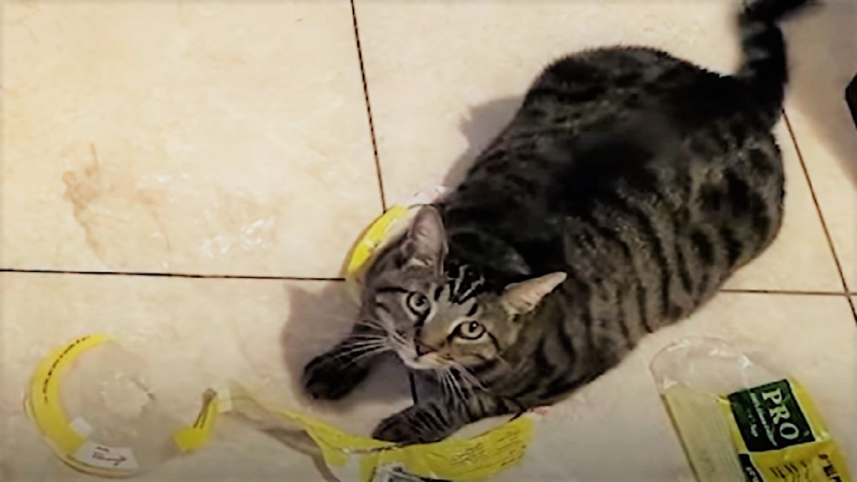 A gray tabby lying on the floor with various items of trash.