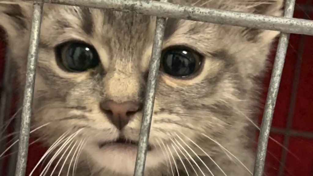 A gray kitten behind the bars of a cage.