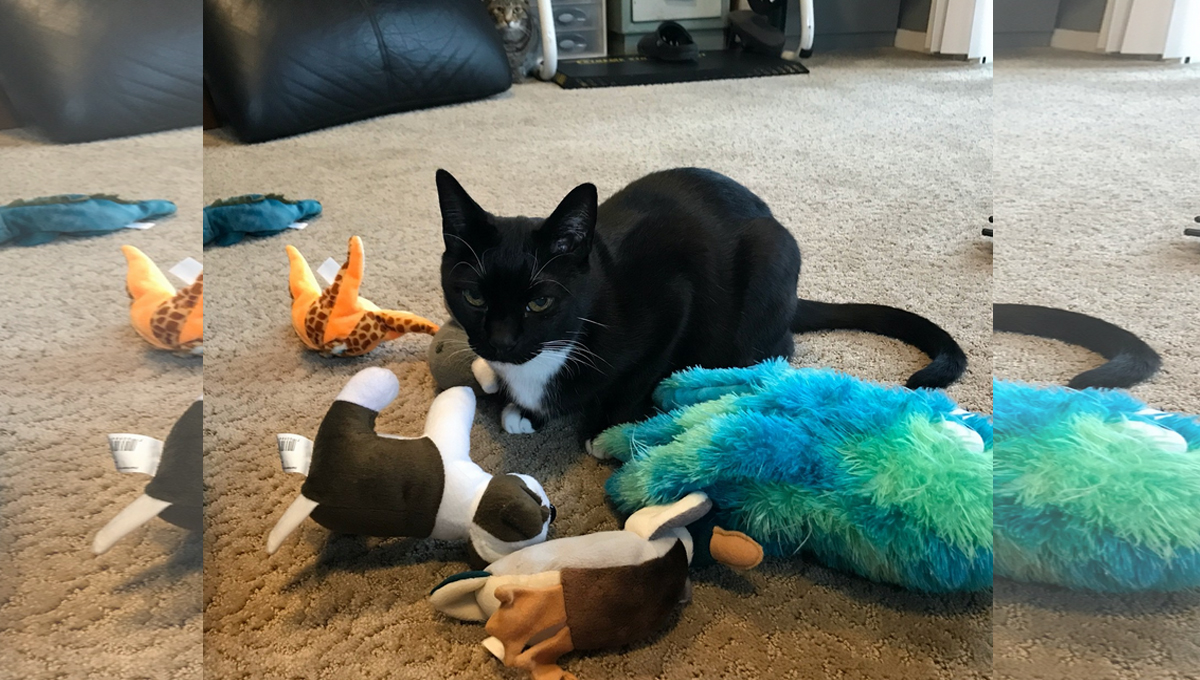 A black cat surrounded by toys.