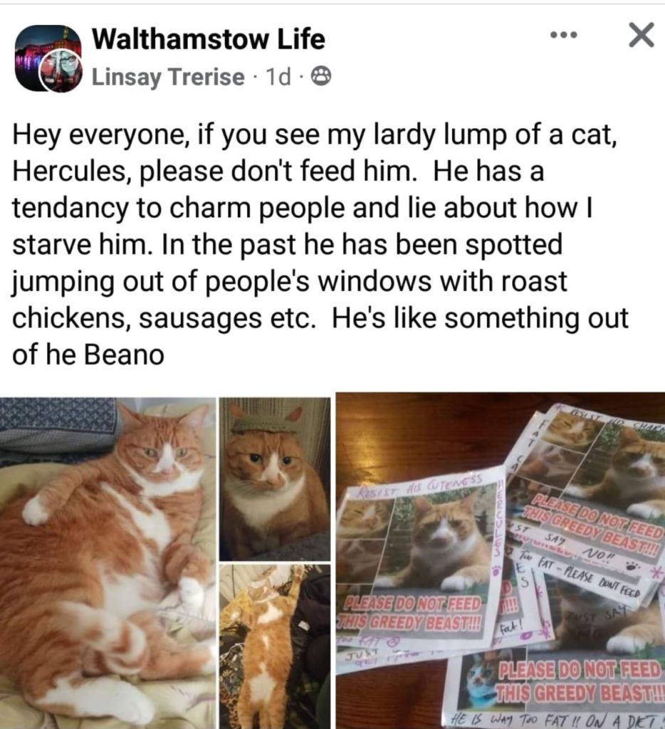 A Facebook post warning people not to feed a ginger cat.