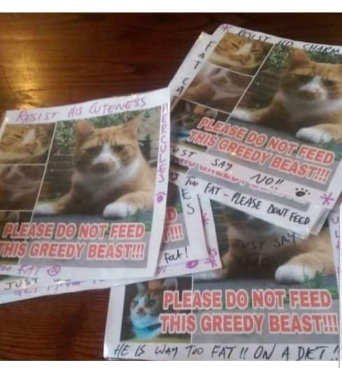 photos of posters with a cat's image on them.