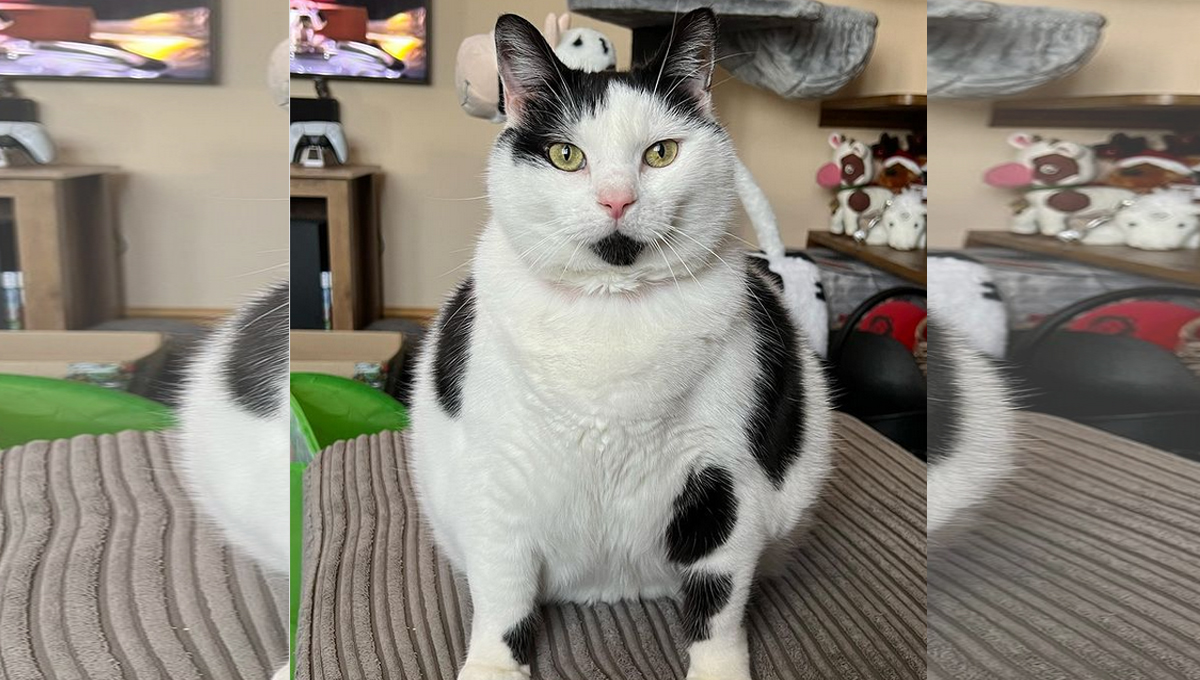 An overweight black and white cat.