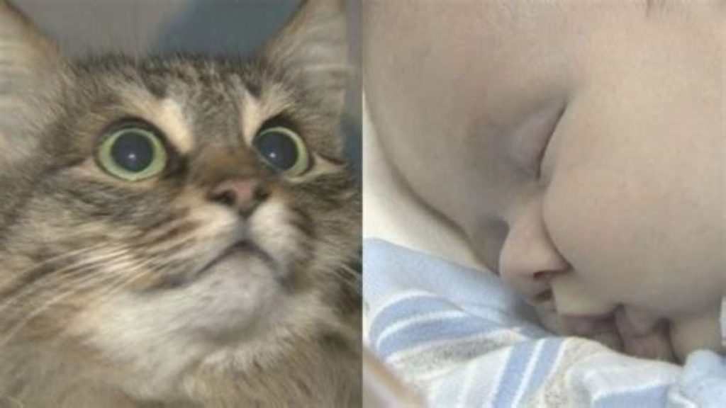 Two images of a tabby cat and of a baby's face.