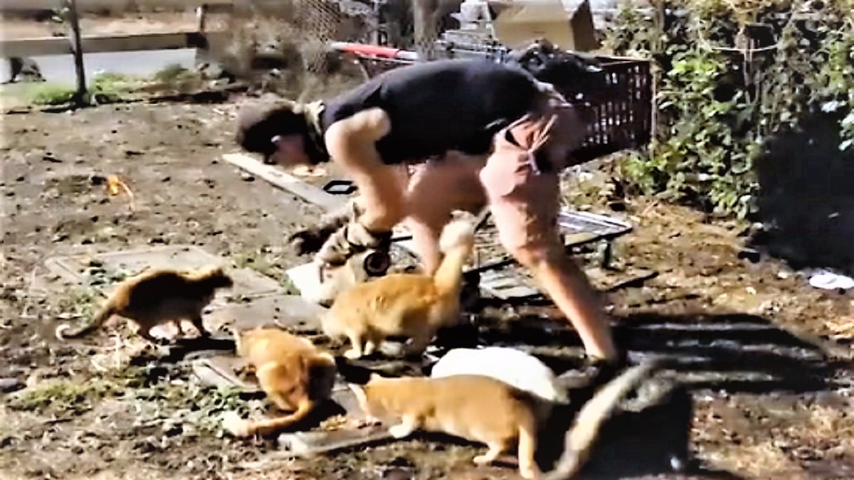 A man feeding feral homeless cats.