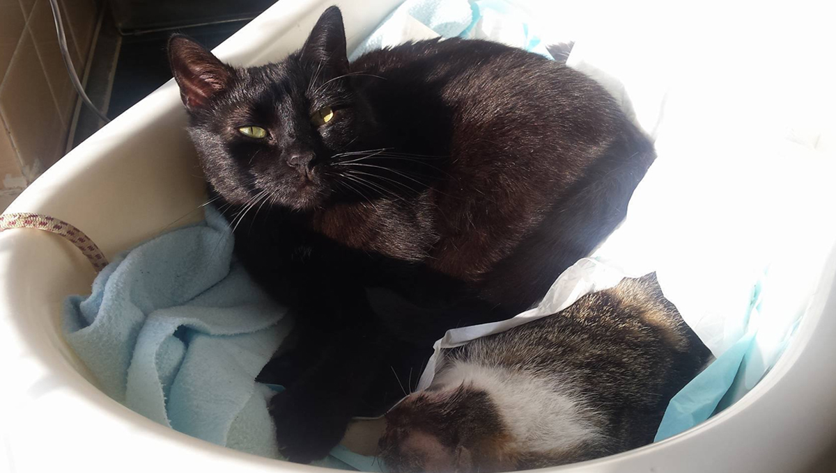 A black lying in a cat bed beside a sleeping cat.