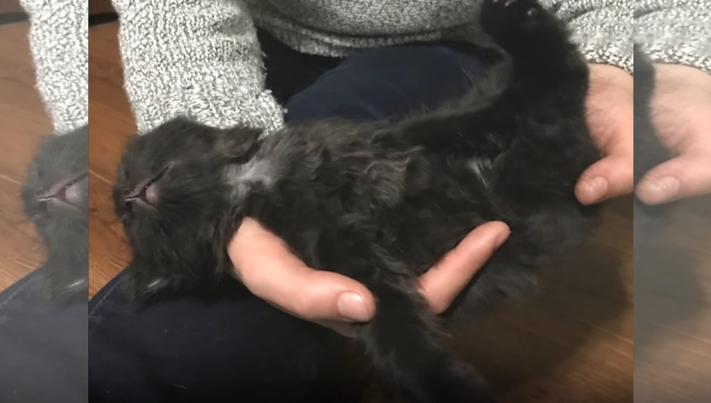 Black kitten being held 