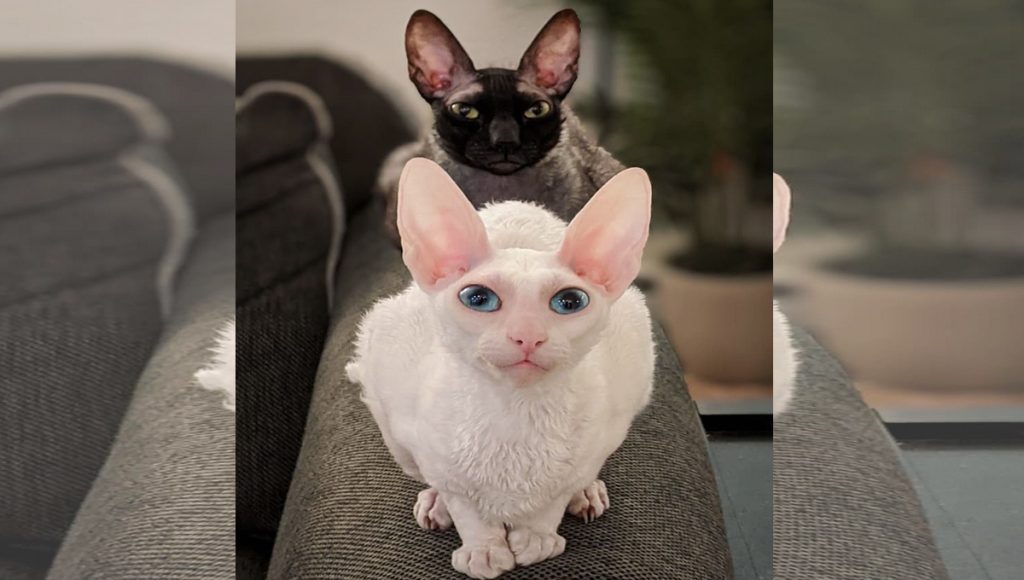 A white Cornish Rex sits before her black and grey brother.