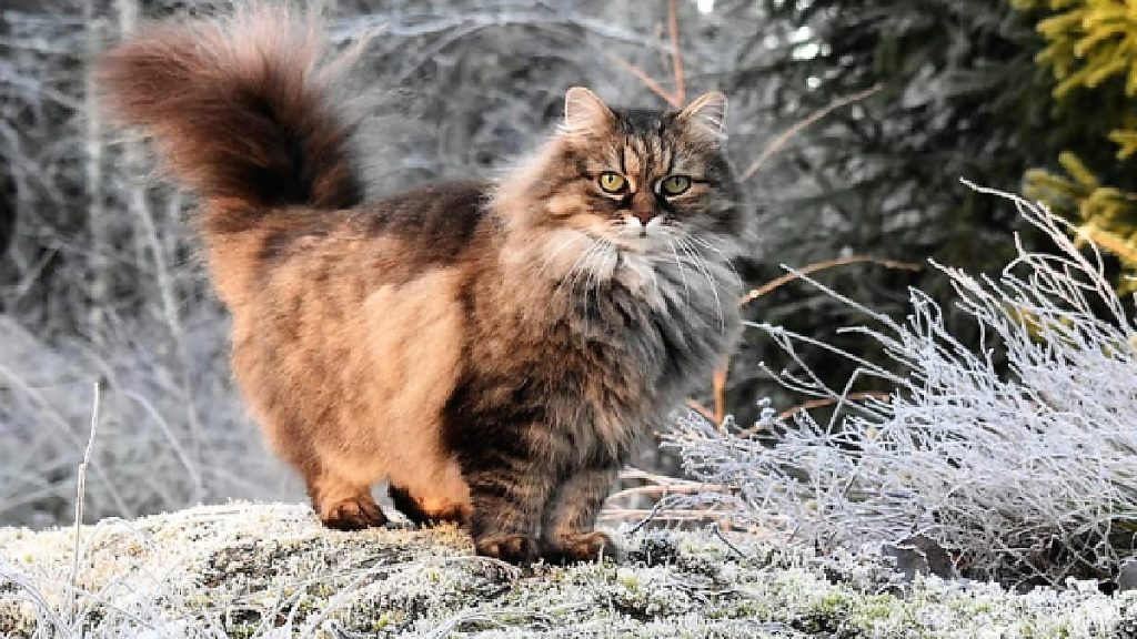 A siberian cat outside in the snow.