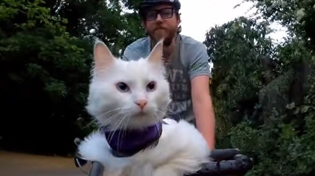 A white cat rides at the front of a bike in a basket.