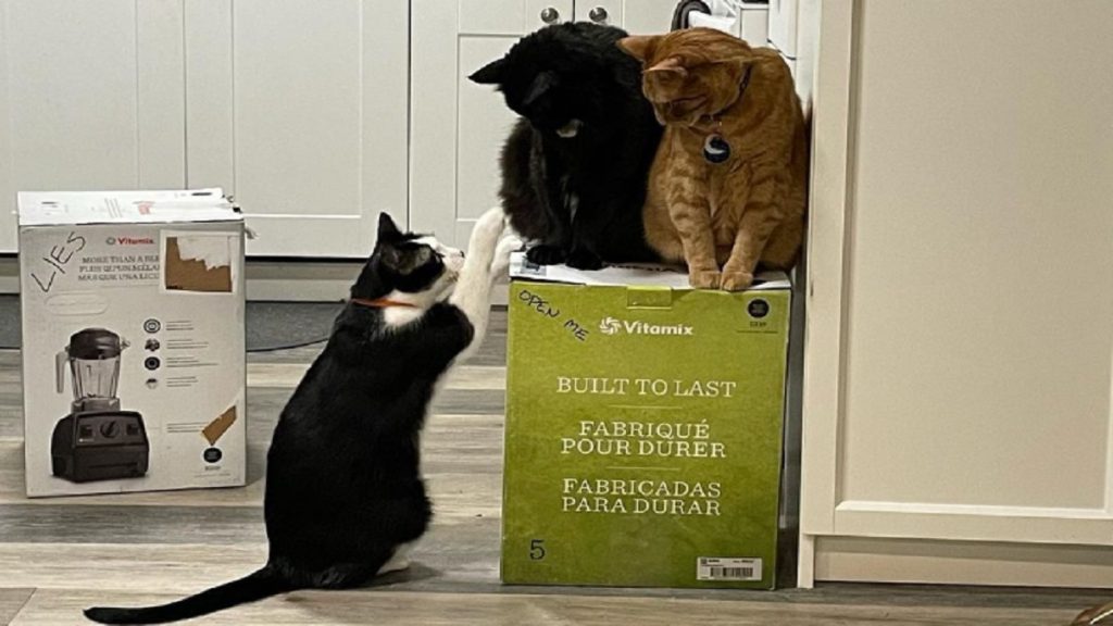 Two cats sitting on a box, with one cat sitting on the floor beside it.