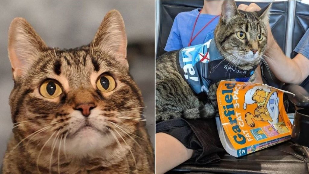 Two images of a tabby cat,one with them wearing a blue vest.