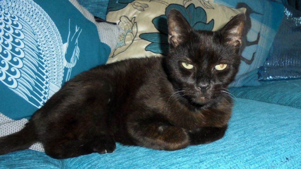 A black cat sits on a sofa.