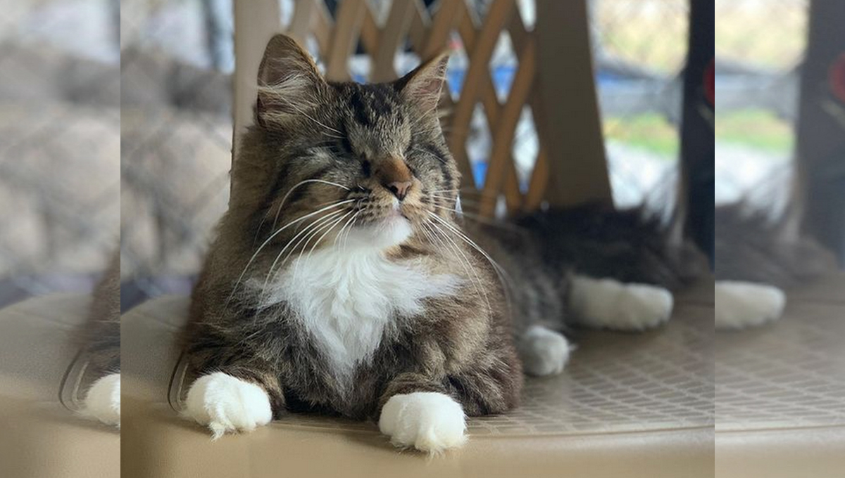 A blind long-haired tabby cat sitting on a chair.