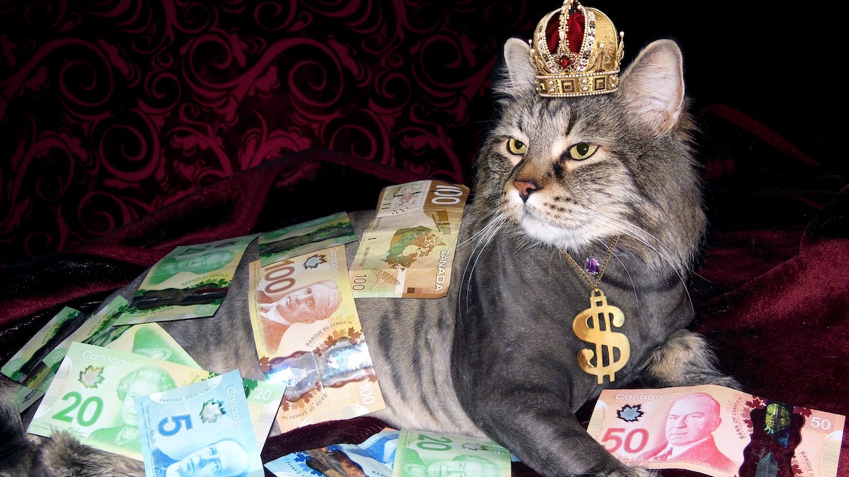 Cat wearing crown and covered in money