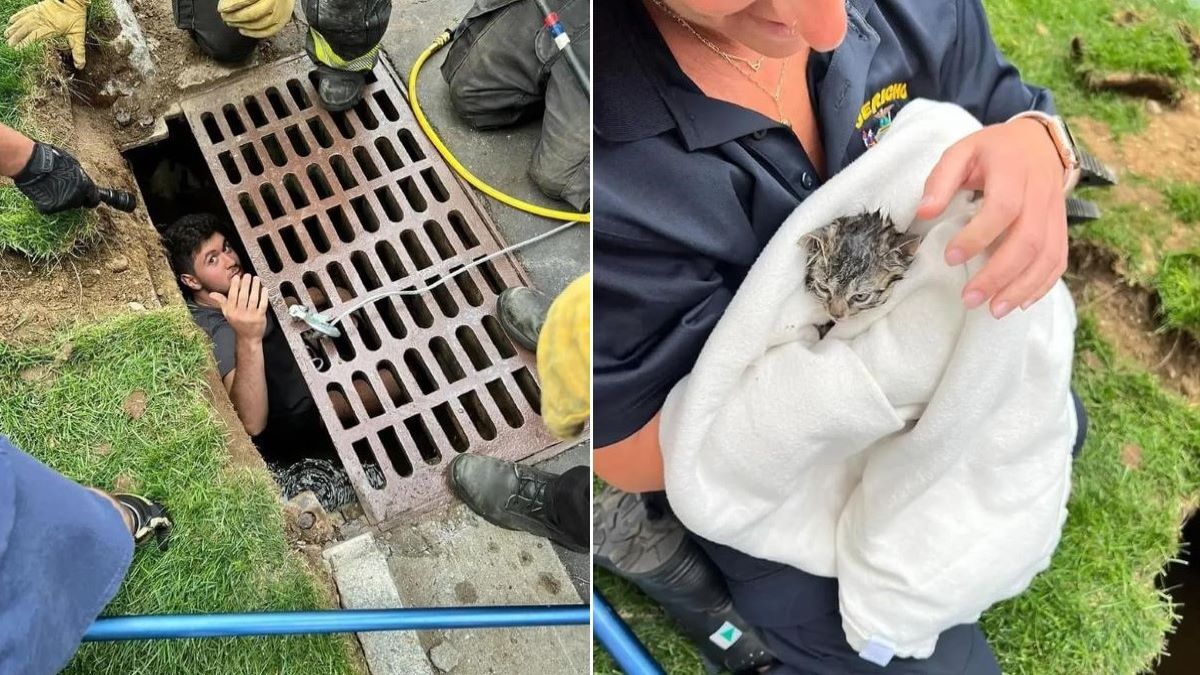 Two images: one of a storm drained being opened and one of a wet kitten in a blanket.