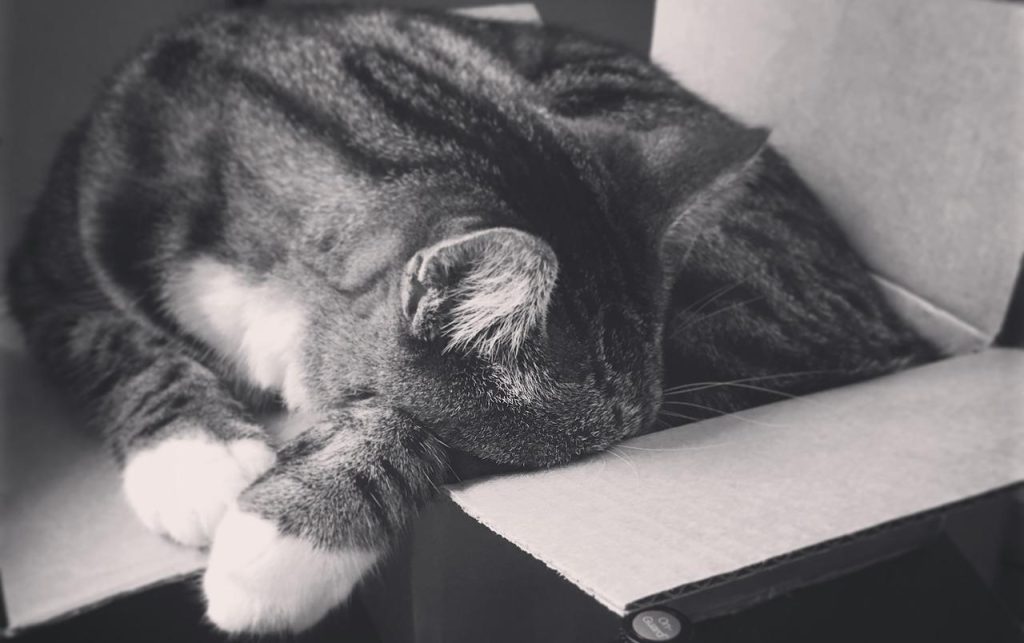 a gray cat in a box.