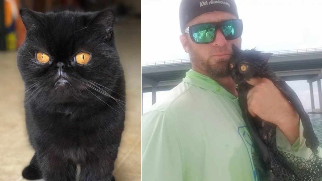 Two images, one of a black cat and one of a man holding the cat.