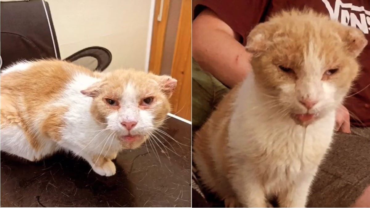 Two images of an elderly ginger cat.
