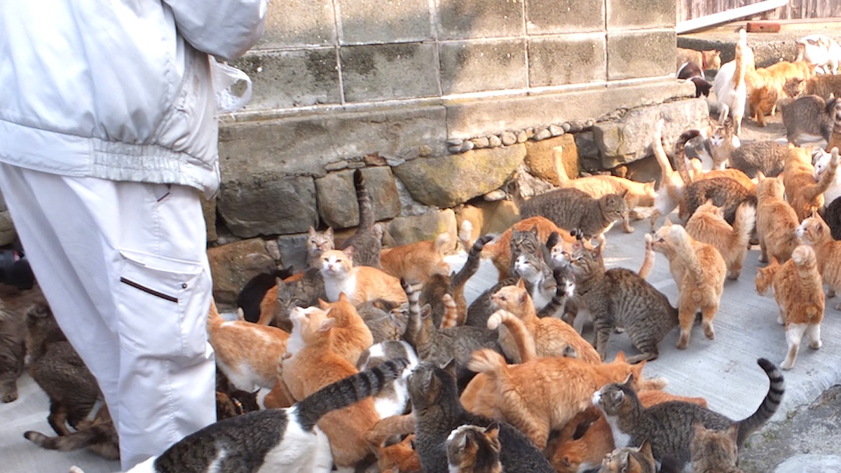 Cats on Aoshima island, Japan