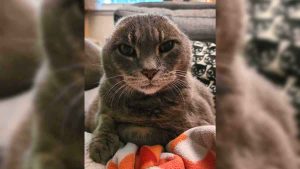 Earless cat is a reminder that ‘you’re beautiful as you are’