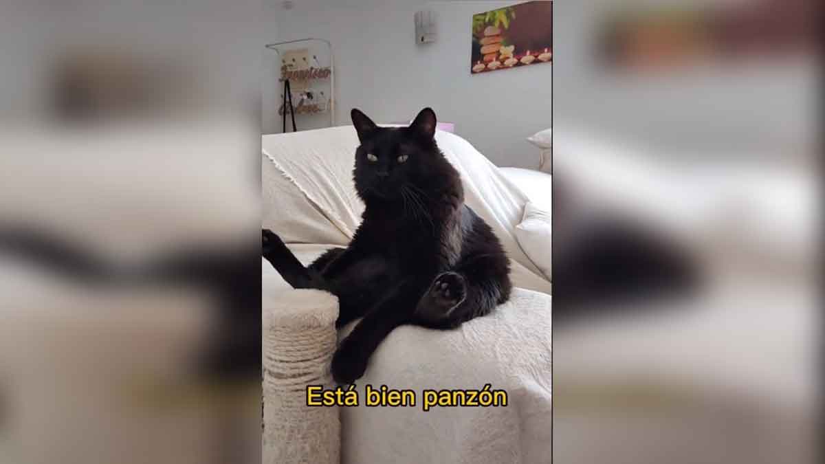 Cat sitting down in a TikTok video