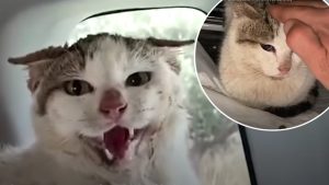 Terrified feral cat chooses life of happiness with guy who rescued him