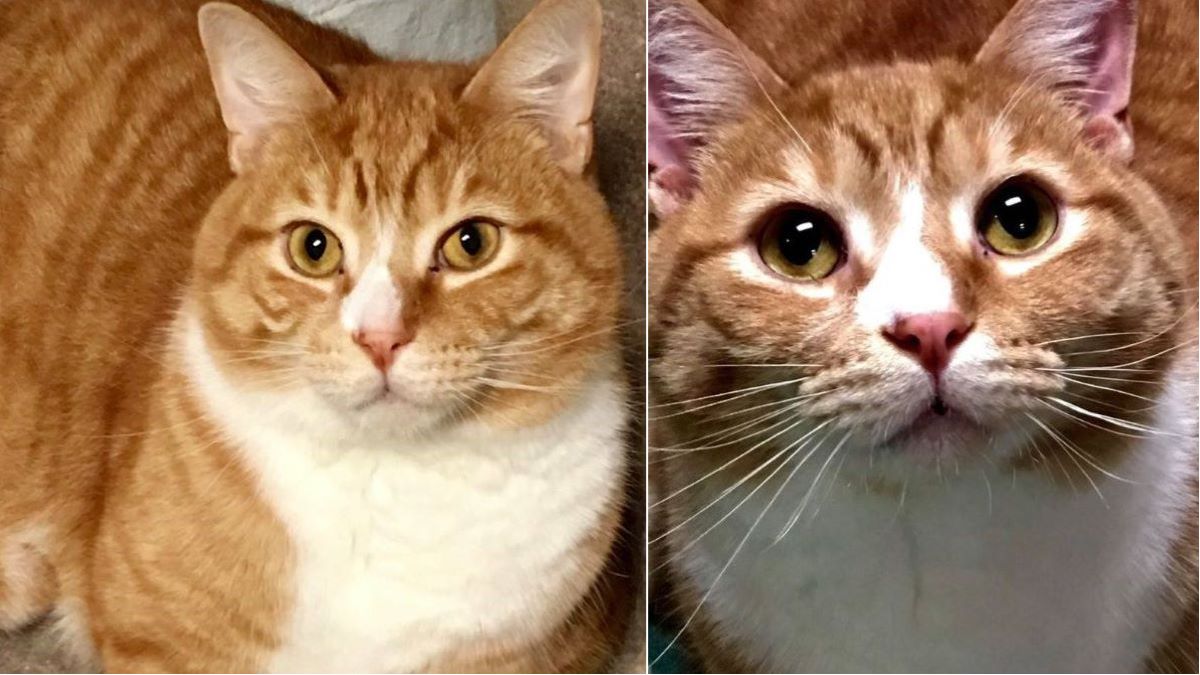 Two images of a ginger cat