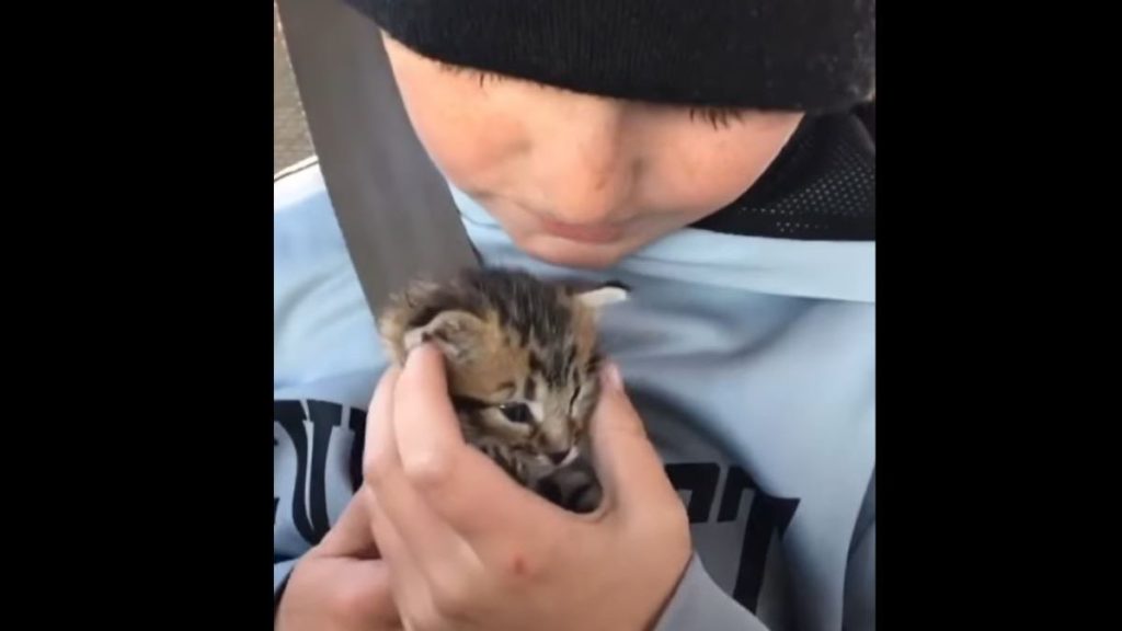 A little boy holds a tabby kitten close.