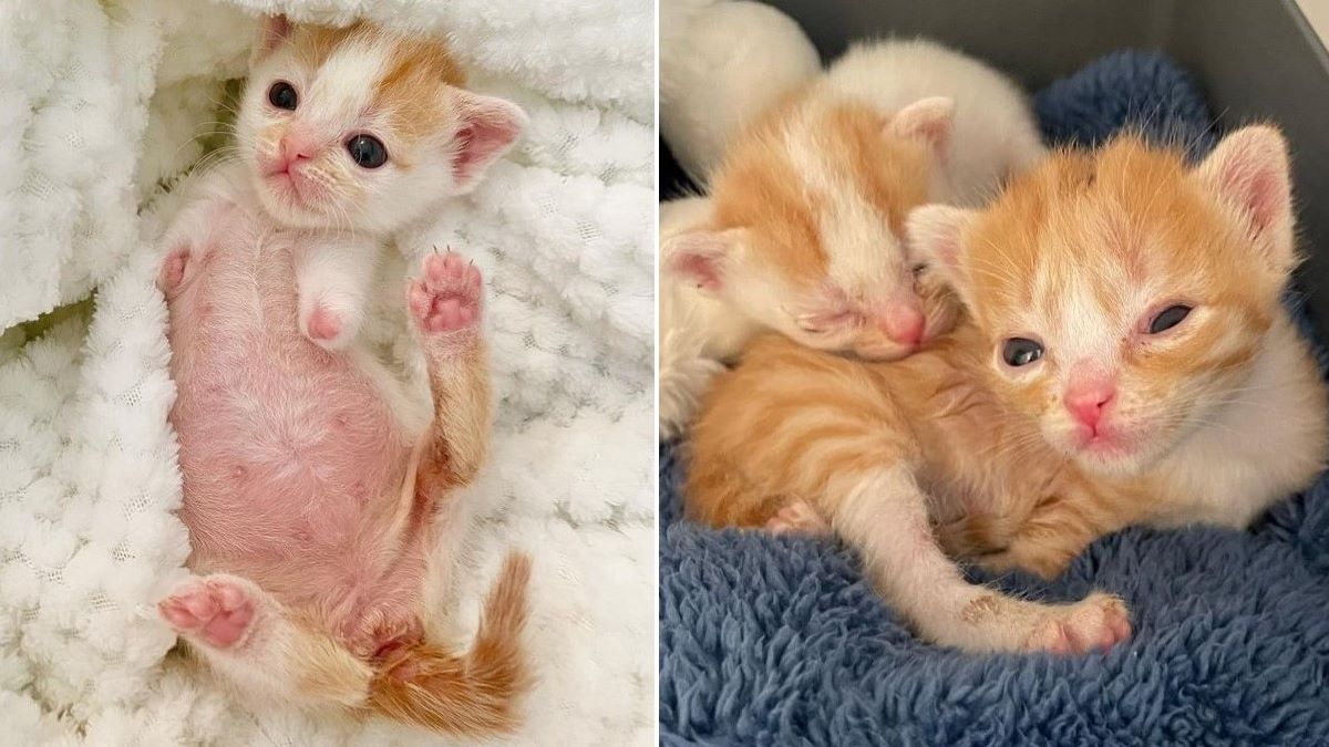 two baby kittens without front paws