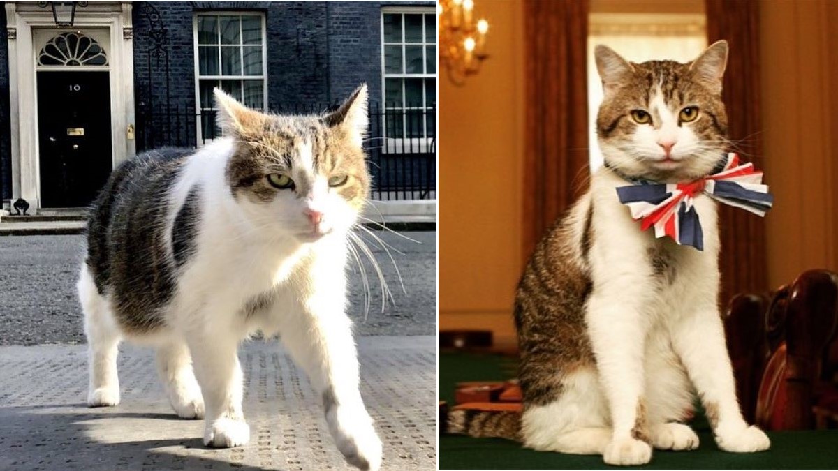 Two images of a brown and white tabby cat.