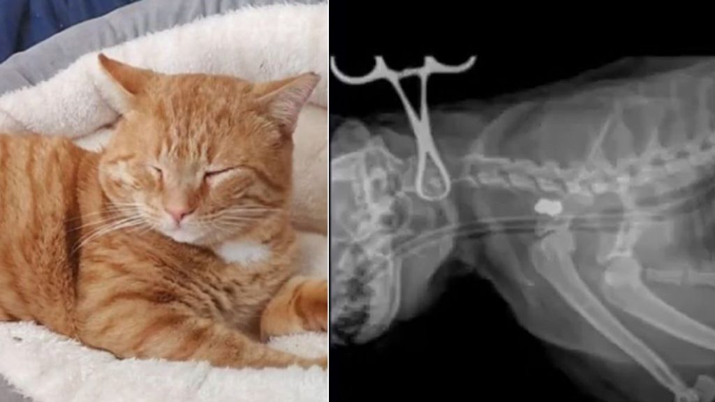 An image of a ginger cat and an X-Ray image of the cat.