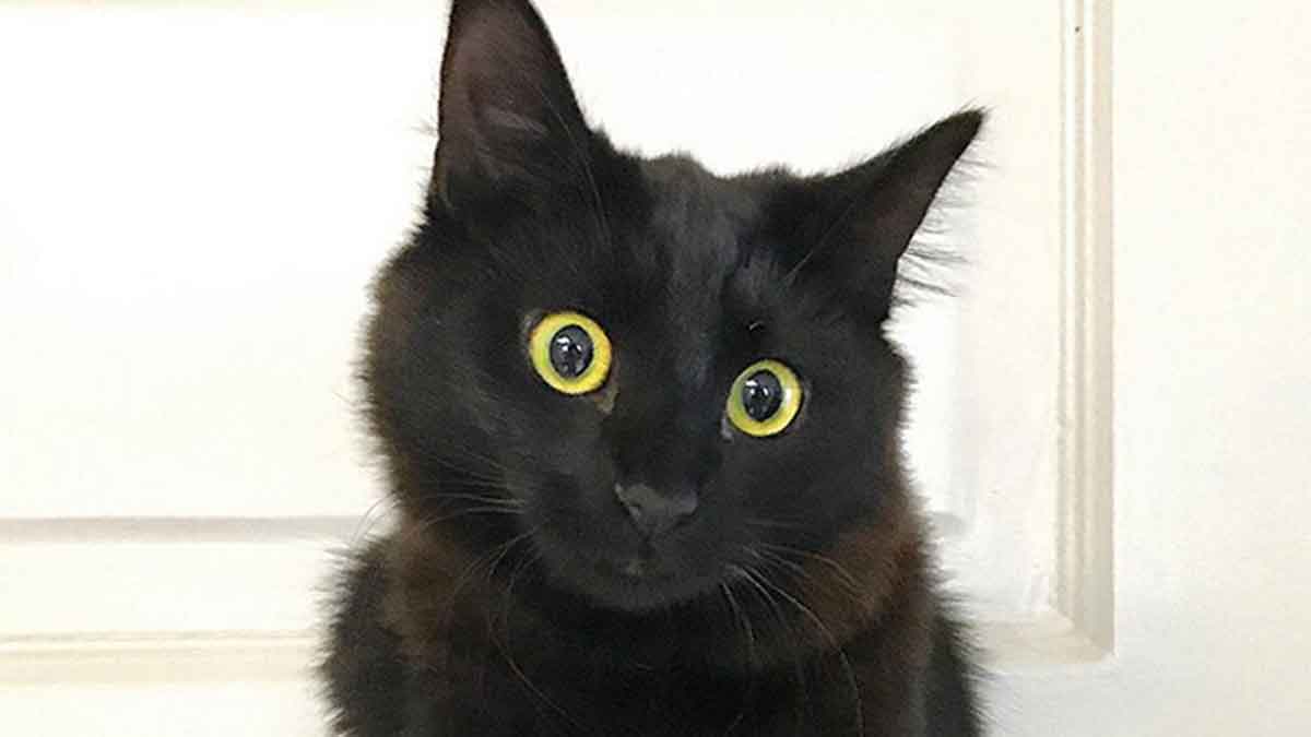 A black cat with bright yellow eyes