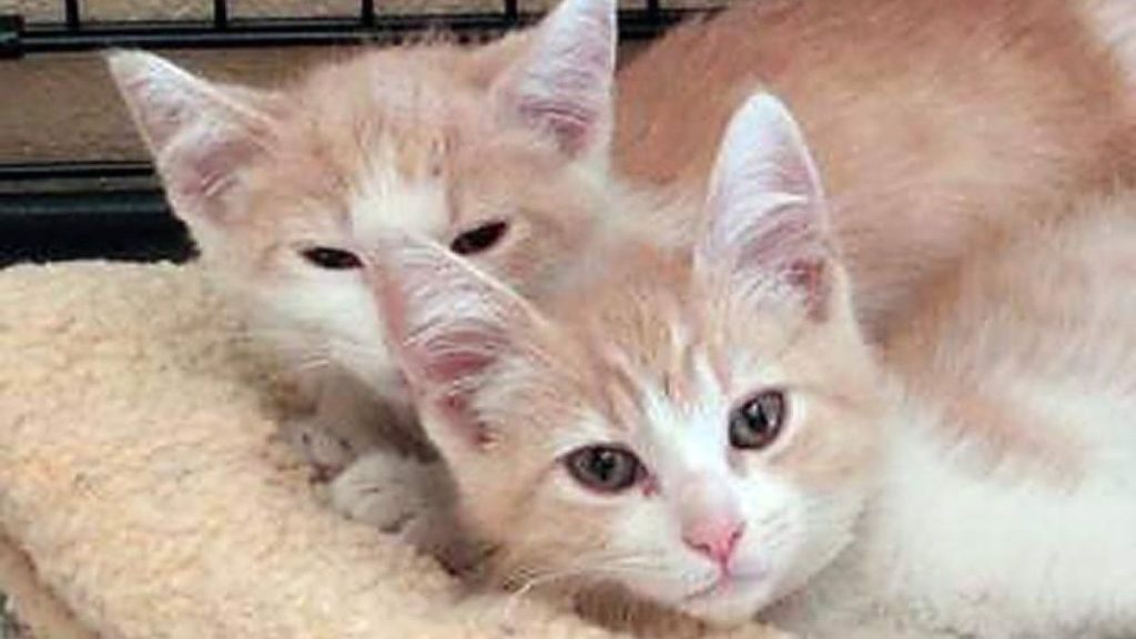 Two ginger tabby kittens.