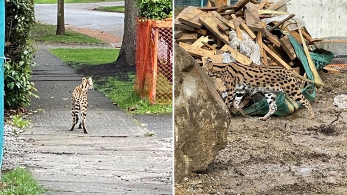 Two images of a large Savannah cat