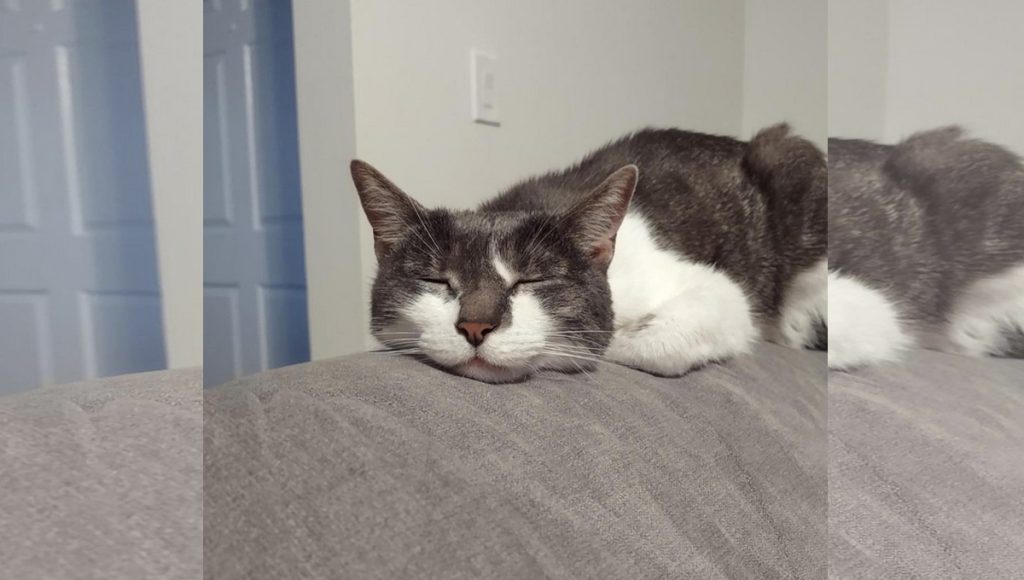 A grey and white cat sleeps on the back of a couch