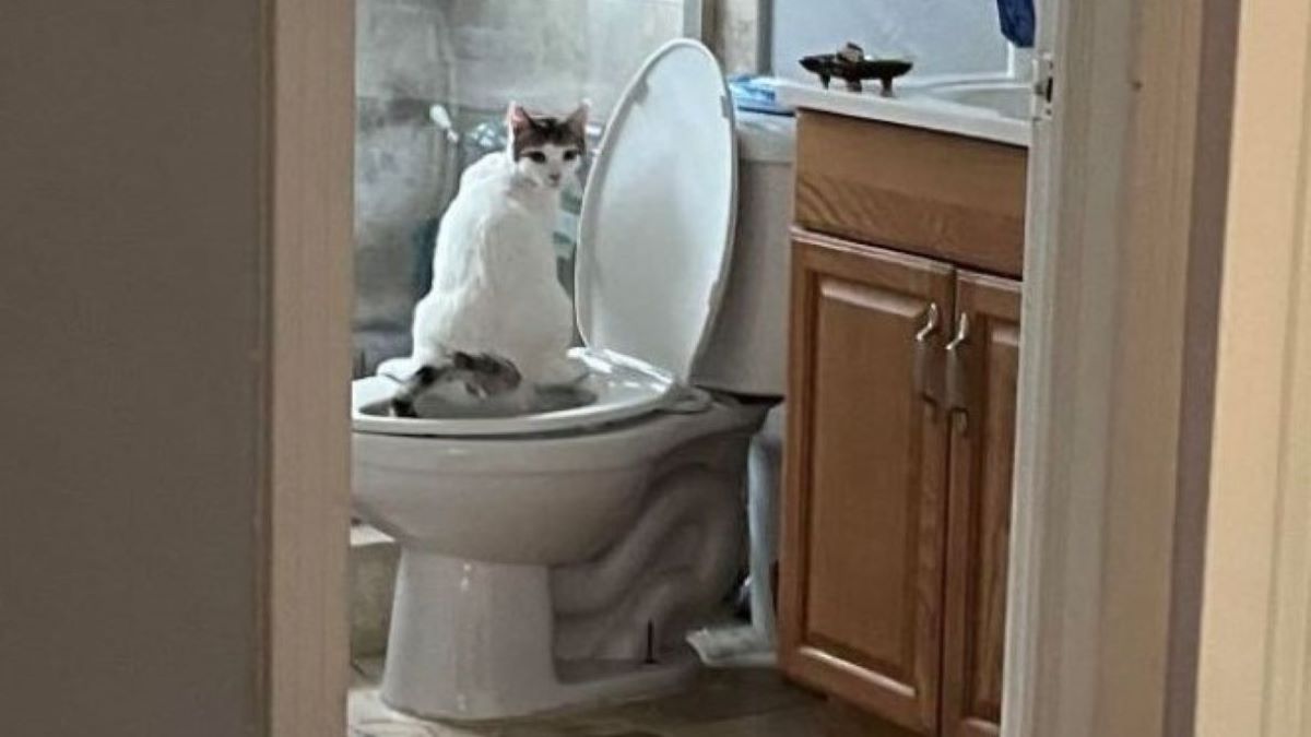 A potty trained cat