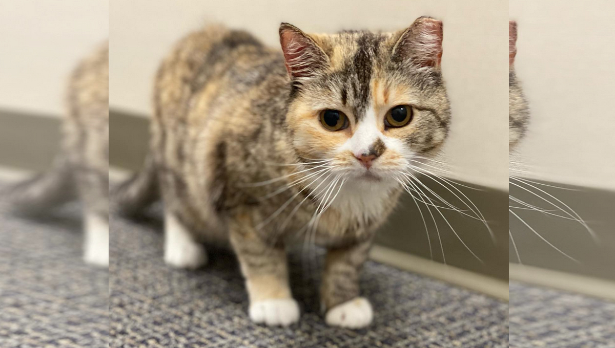 A blind calico cat standing on a gray carpet.