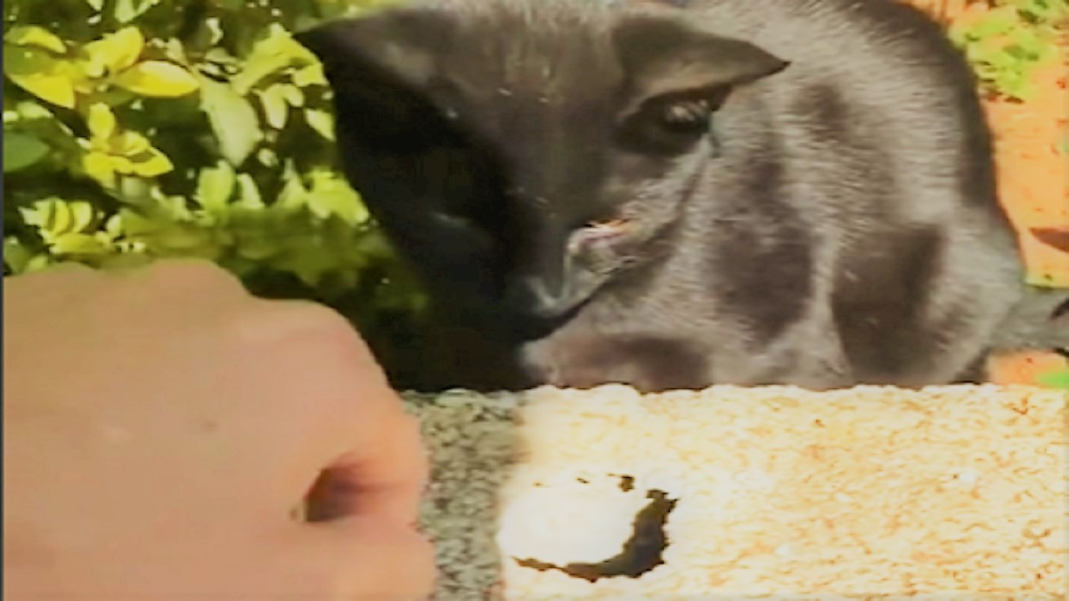 A black cat looks at hole in cement block near a human hand