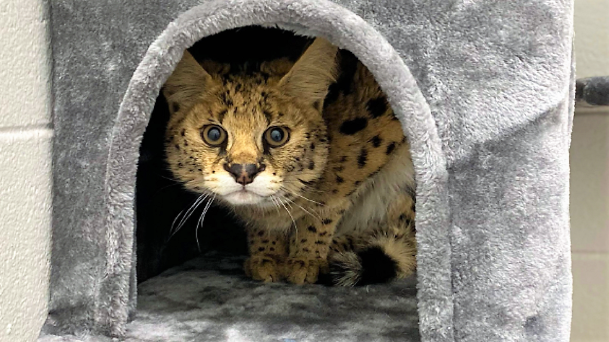 serval cat hides inside gray cat condo