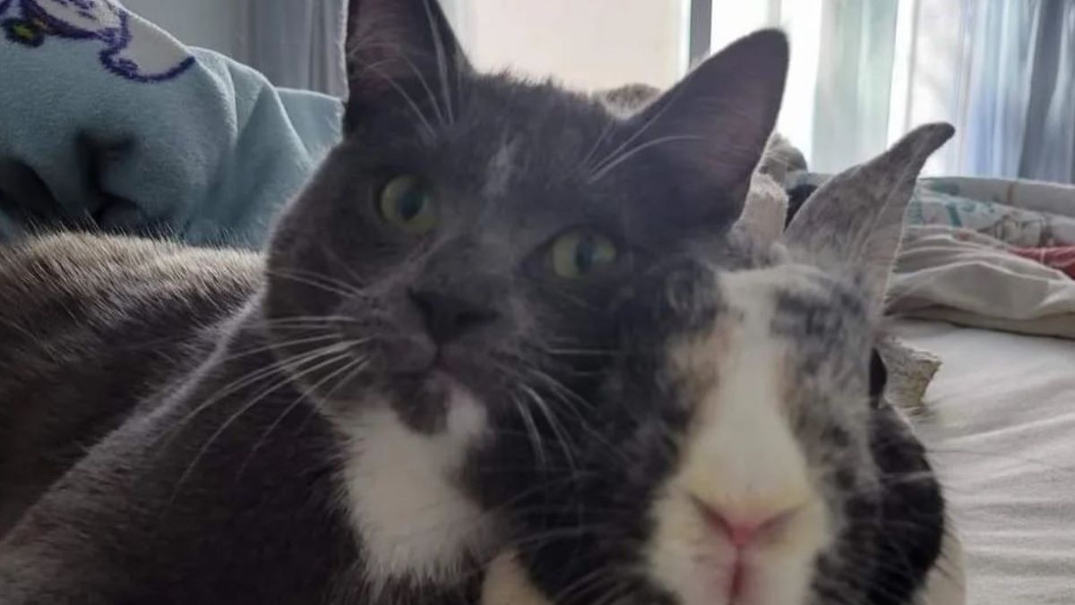 A gray and white cat and a calico bunny sit with their faces pressed together.