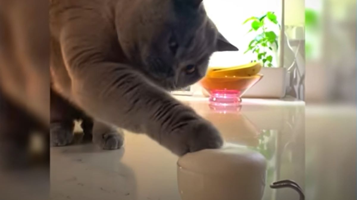 A gray cat dips his paw into a frothy coffee.