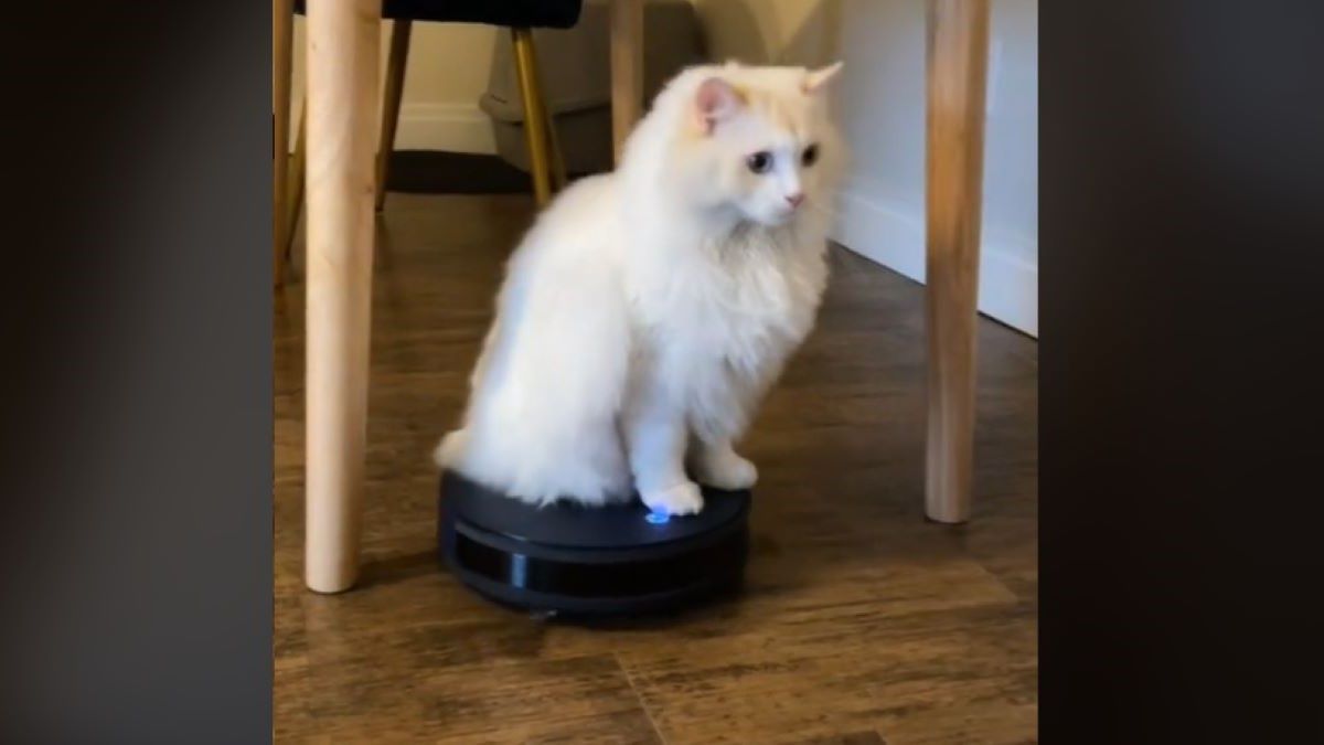 White cat sitting on robot vacuum cleaner.
