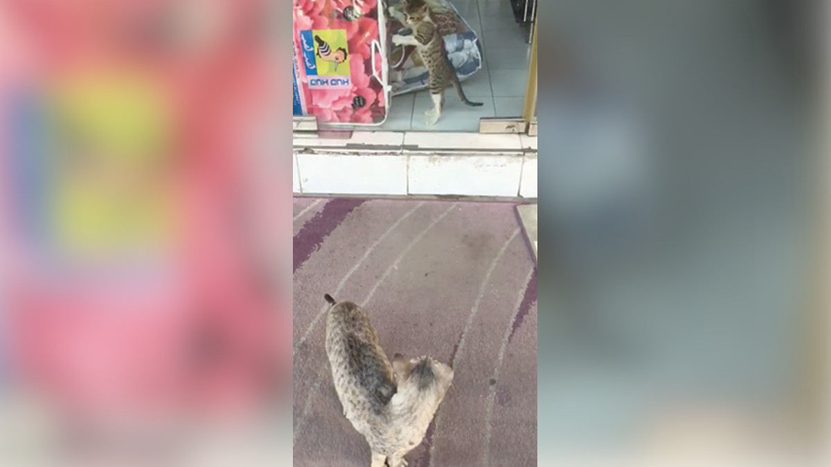 A cat stands outside of a store looking at a kitten trapped behind the window.